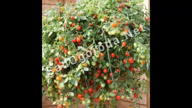 Томат ампельный. Что такое ампельный сорт томатов. Смесь, f1. Купить семена смотреть онлайн