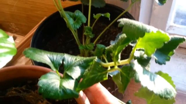 Клубника зимой, на подоконнике. Часть 3 смотреть онлайн