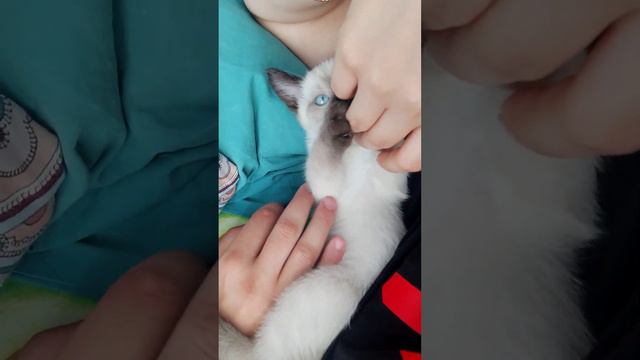 Кто-нибудь знает, как отучить от кусь???