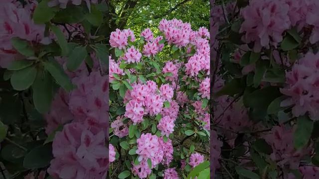 Рододендроны в цветении. смотреть онлайн