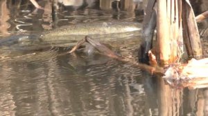 Щука мечет икру