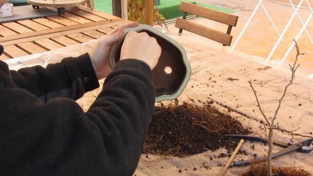 Transplante De Bonsai De Robinia Pseudoacacia
