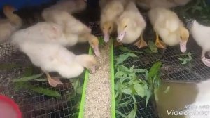 Мускусные утки.  Индоутятам 3 недели. Чем кормить индоутят. Расклев индоутят. Профилактика расклева