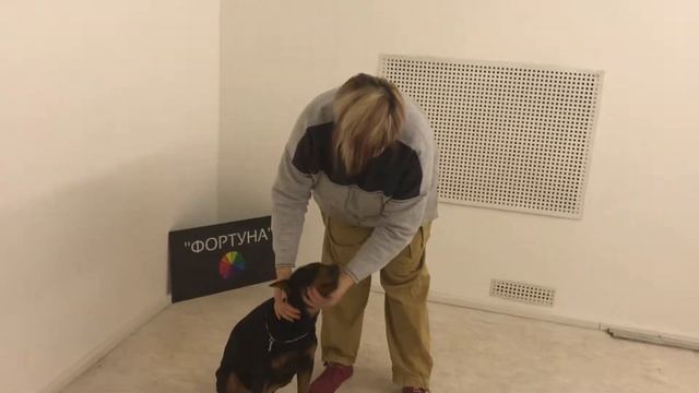 Как Правильно Показывать Зубы Собаки на Выставке смотреть онлайн