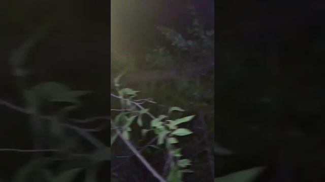 обрубаю ветки большому вязу мелколистному. смотреть онлайн