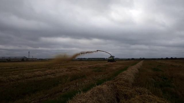 Кормоуборочный комбайн CLAAS ЯГУАР на измельчении соломы смотреть онлайн