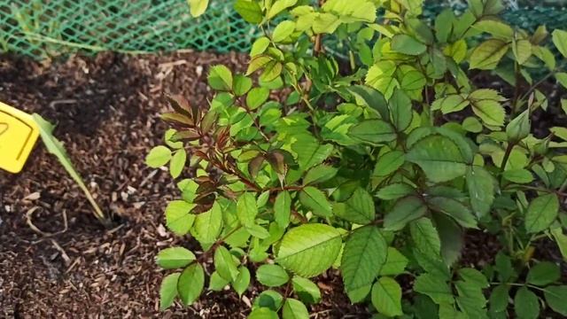 Хлороз розы! Лечу удобрениями от Полины Козловой+ профилактика от вредителей. См описание #розы смотреть онлайн