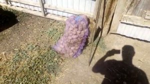 Чем кормлю утят ст-5 + дали бесплатно картошку на корм