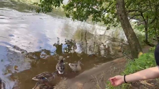 Junior Summer Camp 2023 / Москва смотреть онлайн