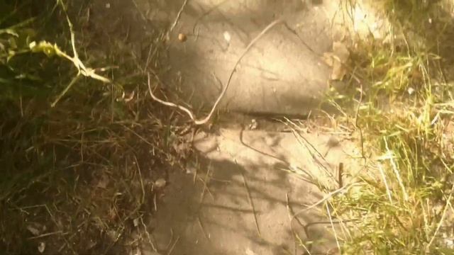 Где искать цветной металл . Металопоиск в городском парке смотреть онлайн