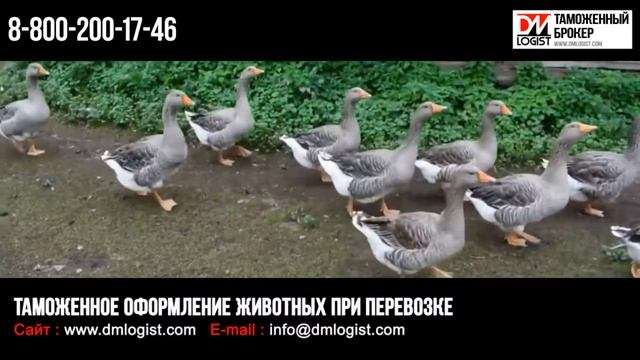Международная перевозка животных с растаможкой смотреть онлайн