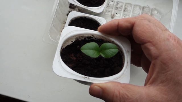 Как вырастить лимон из косточки. смотреть онлайн