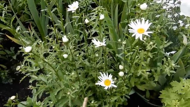 Полный обзор цветов на даче на 1 июня.( 1 часть) смотреть онлайн