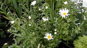 Полный обзор цветов на  даче на 1 июня.( 1 часть)