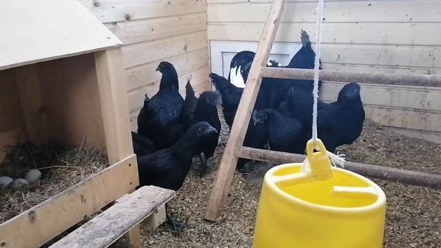 Куры породы Ухейилюй. Отзимовали. Будет еще один курятник. смотреть онлайн