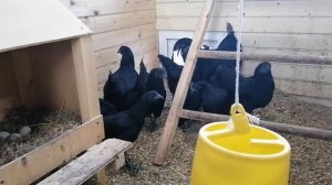 Куры породы Ухейилюй. Отзимовали. Будет еще один курятник.