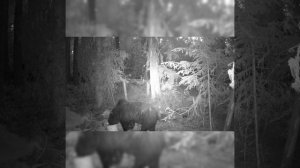 Охота на медведя. ХМАО июнь 2020 г.