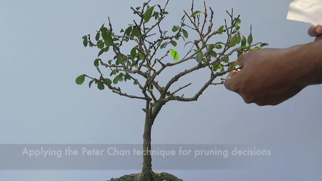 Pruning and Styling a Carmona Retusa Bonsai (Fukien Tea) || Ehretia Microphylla Philippine tea смотреть онлайн