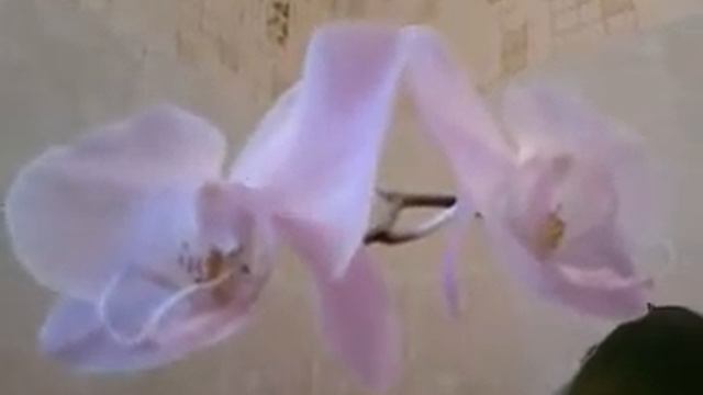 Цветы и Патрик смотреть онлайн