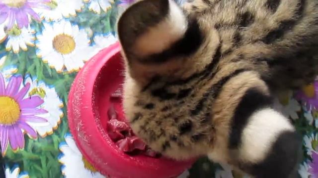 котята африканского сервала смотреть онлайн