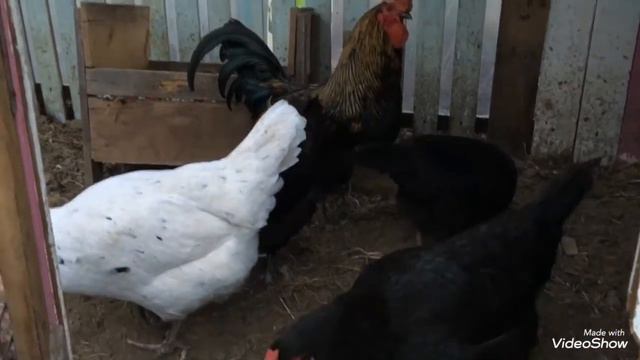 А как несутся ваши куры ? смотреть онлайн