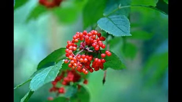 бузина красная смотреть онлайн