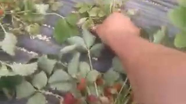 БОЛЕЗНЬ КЛУБНИКИ ВТОРОЙ ГОД смотреть онлайн