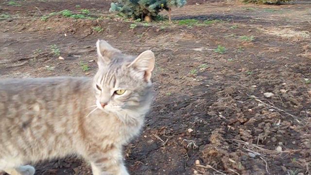 #blog Монастырские коты / Monastery cats смотреть онлайн