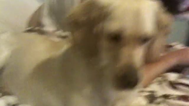 Molly the 1 year old Spanador (Cocker Spaniel / Labrador mix) смотреть онлайн