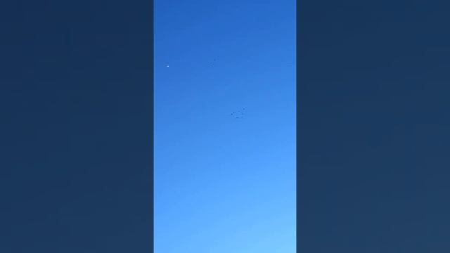 голуби воловский район смотреть онлайн