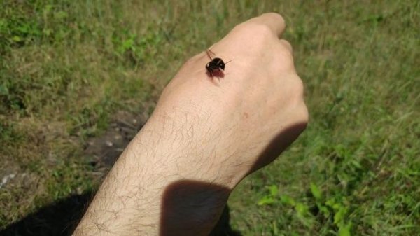 ? Шок, жалит шмель! Немного о шмелях