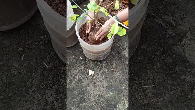 How to Grow Hibiscus Plant in tamil | செம்பருத்தி செடி வளர்ப்பு முறை |hibiscus plant from cutting смотреть онлайн