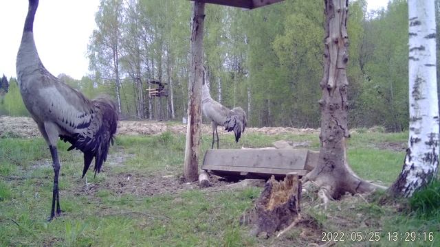 Журавли на кормушке