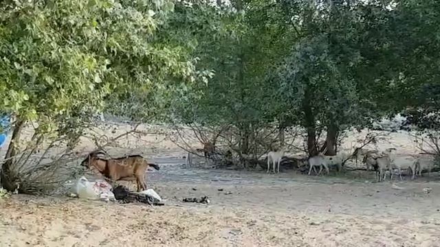 Вольский пляж заполонили козы и собаки смотреть онлайн
