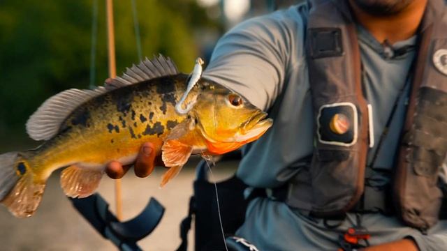 Kayak Fishing Lake Ida for Clownknife Fish & Peacock Bass смотреть онлайн