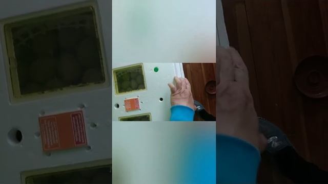 Как у меня получилось вывести кур, несущих зелёныйе яйца смотреть онлайн