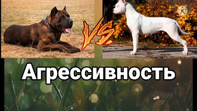 Канарский дог против Аргентинского дога смотреть онлайн