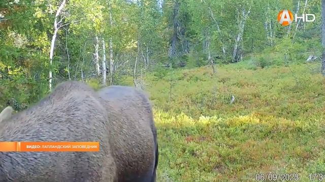 Лоси Лапландского заповедника стали моделями для фотоловушек смотреть онлайн
