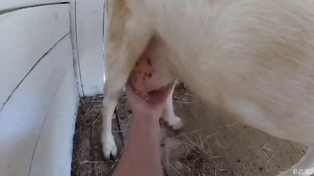 #влог#коза за 2-3дня до окота#как понять#что#коза#рожает