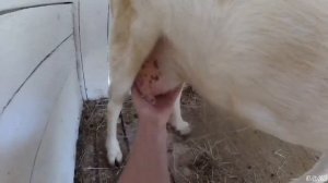 #влог#коза за 2-3дня до окота#как понять#что#коза#рожает