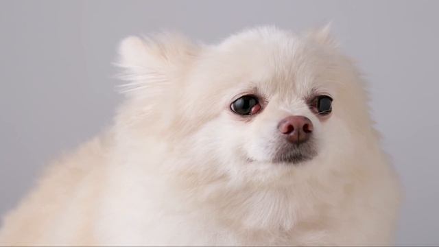 Музыка для нервных собак - успокаивающая музыка сна, глубокое расслабление музыки для вашего питомц смотреть онлайн