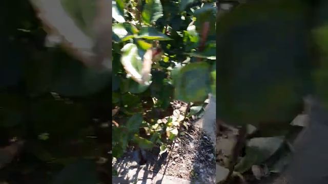 Как забить короткую скважину для полива и обкакаться. смотреть онлайн