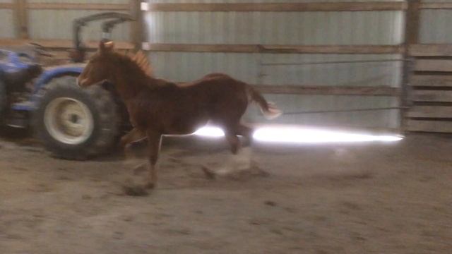Git N Glow, 2019 yearling AQHA Stallion, смотреть онлайн