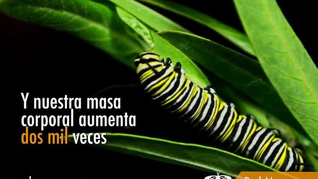 La Asclepia y la Oruga Monarca смотреть онлайн