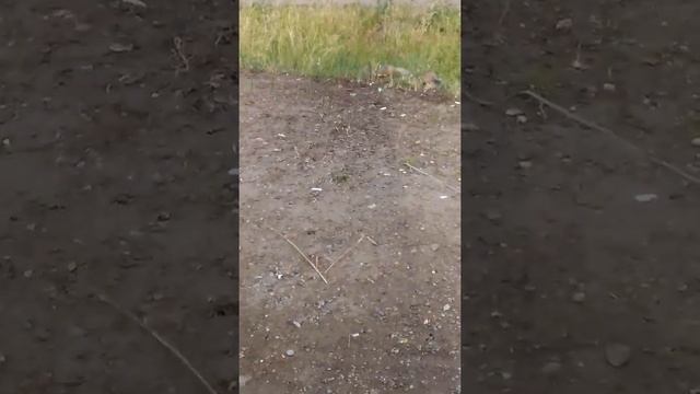 Бурундук на острове Татышева смотреть онлайн