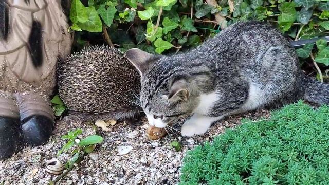 В мире животных, еж и кот, котэ, еда, завтрак, ужин, смотреть онлайн