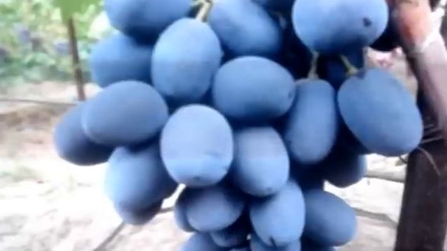 Виноград Фуршетный смотреть онлайн