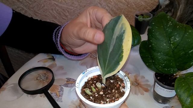 Снова посылочки с цветочками ... смотреть онлайн