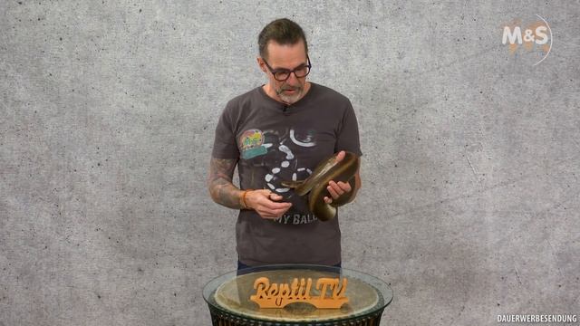 Patternless X | Können wir ein schwarzen Ball züchten? | Zuchtprojekt 2021 смотреть онлайн