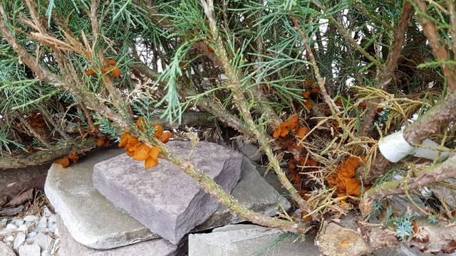Ржавчина можжевельника: неприятности в саду. Как бороться. смотреть онлайн